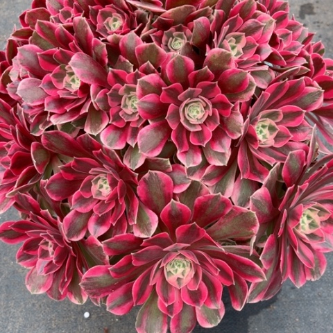 多肉植物粉女妖锦。