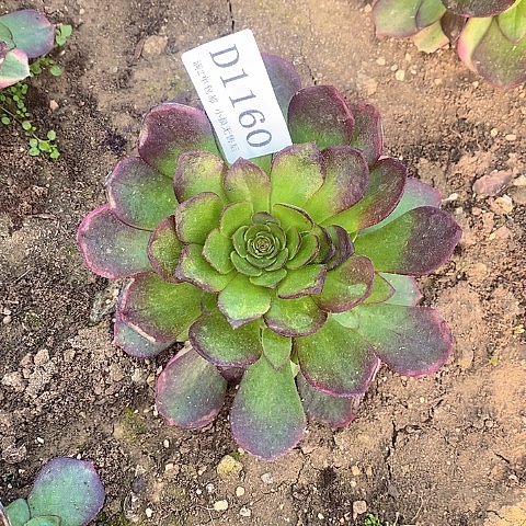 1160雨荷多肉法师