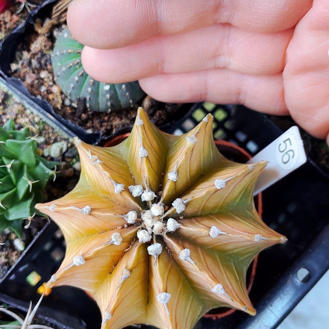 非偏远地区满25包邮仙人球