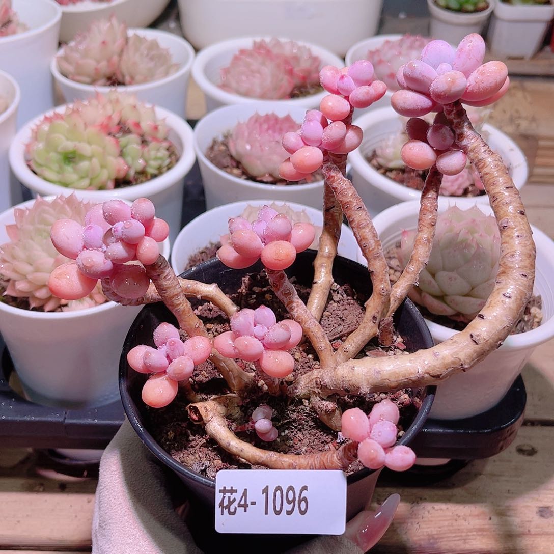 花利美4-1096桃蛋