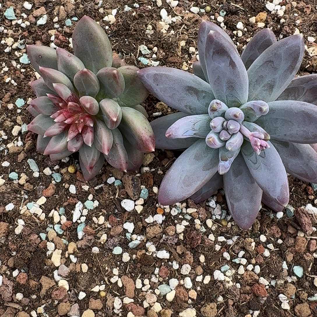 菊***姐多肉植物组合12颗寄养