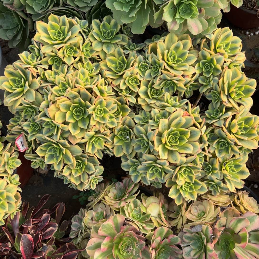 星爆多肉植物法师多肉
