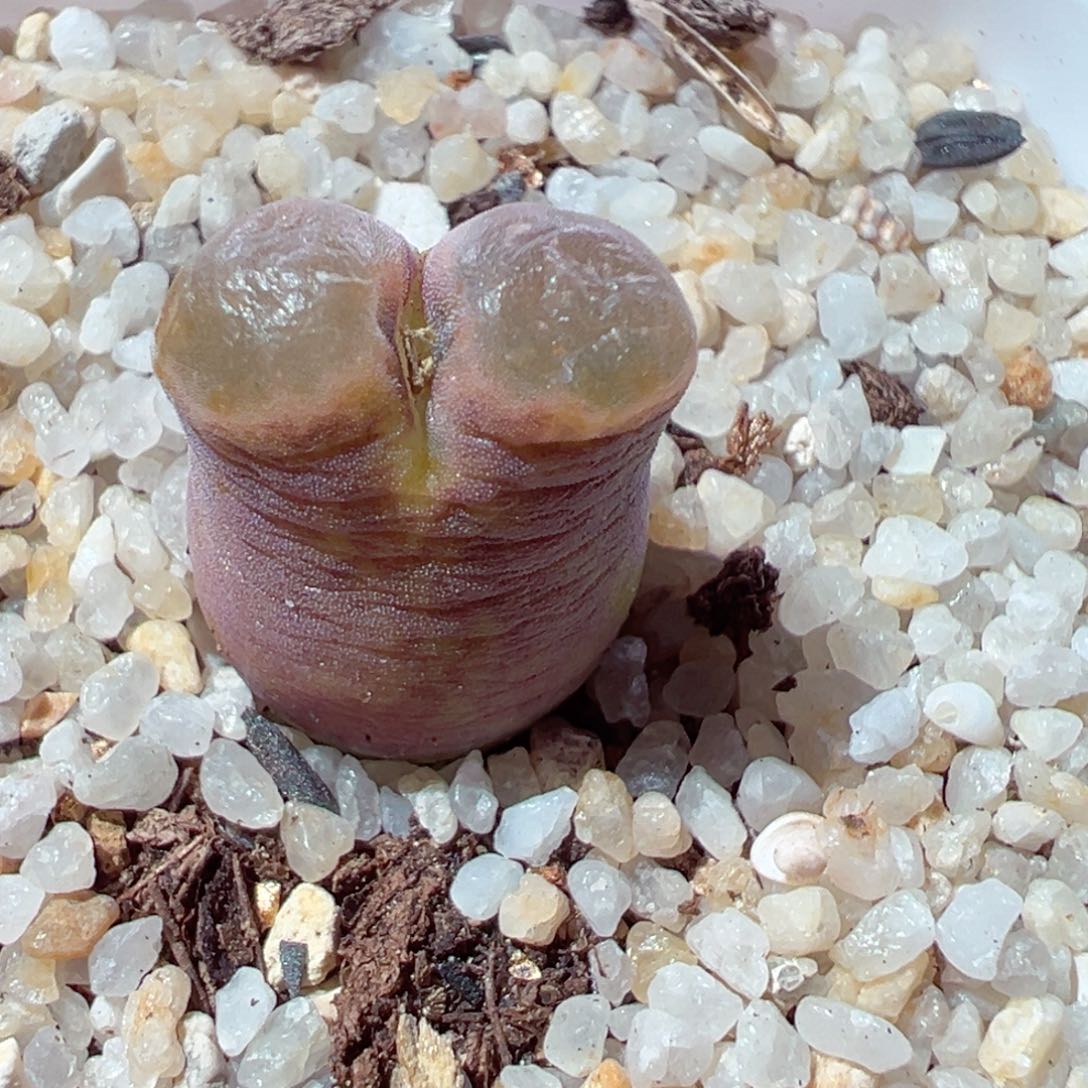 220-626多肉磁铁多肉