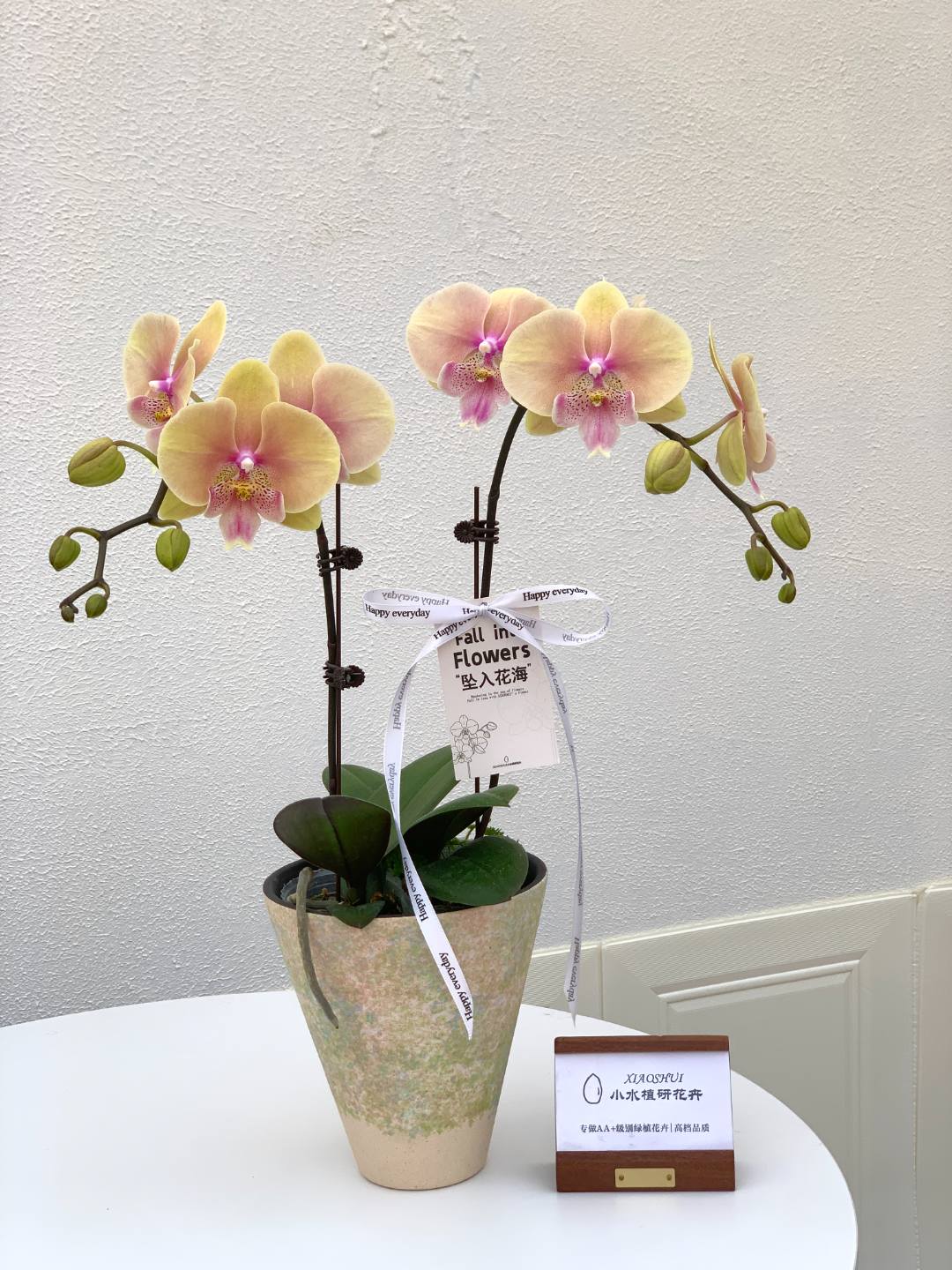 【蜜桃508】稀有AA级蝴蝶兰小水甄选（开放度低 介意勿拍）