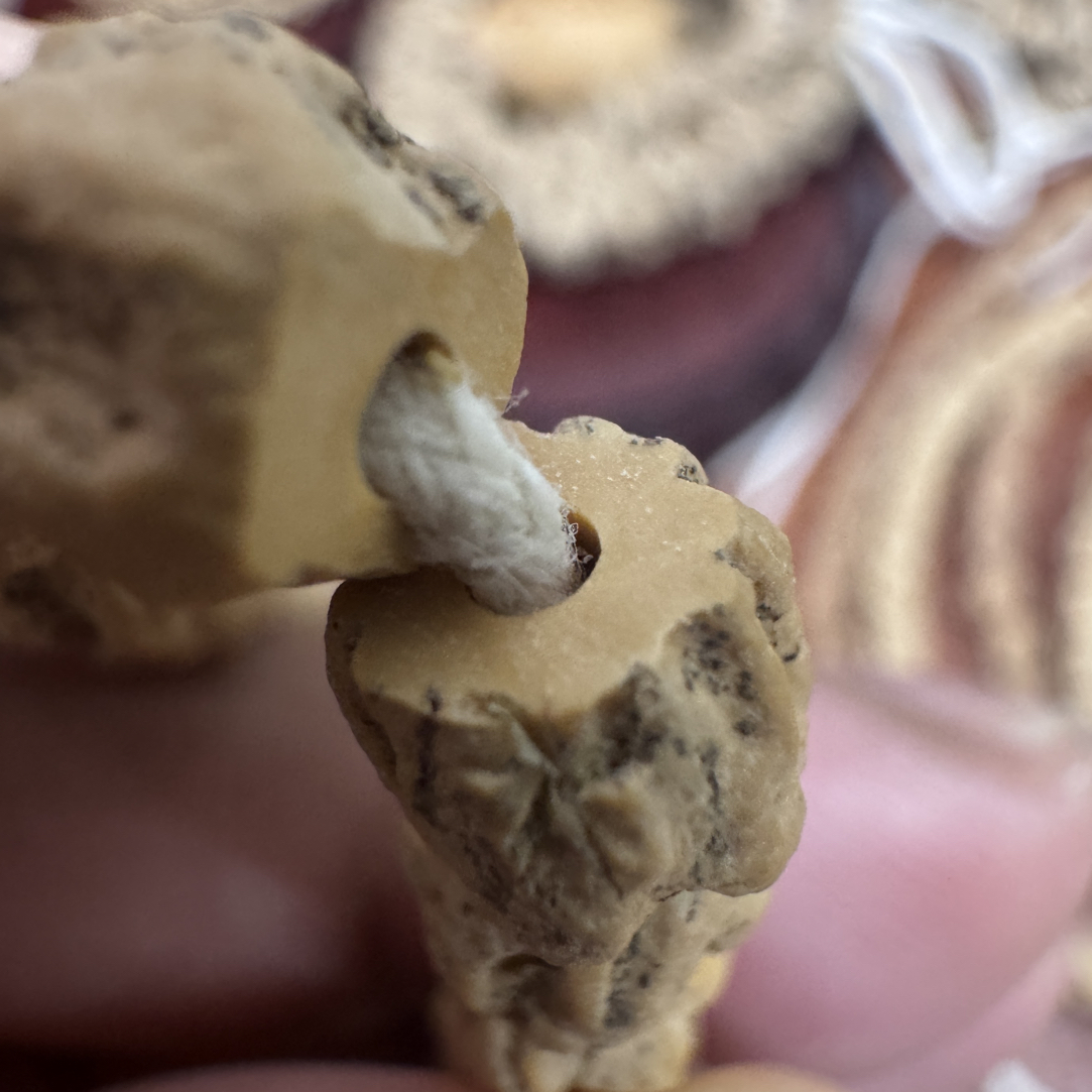 尺寸8.0✖️7.5、7.6顺鬼直切柏香籽