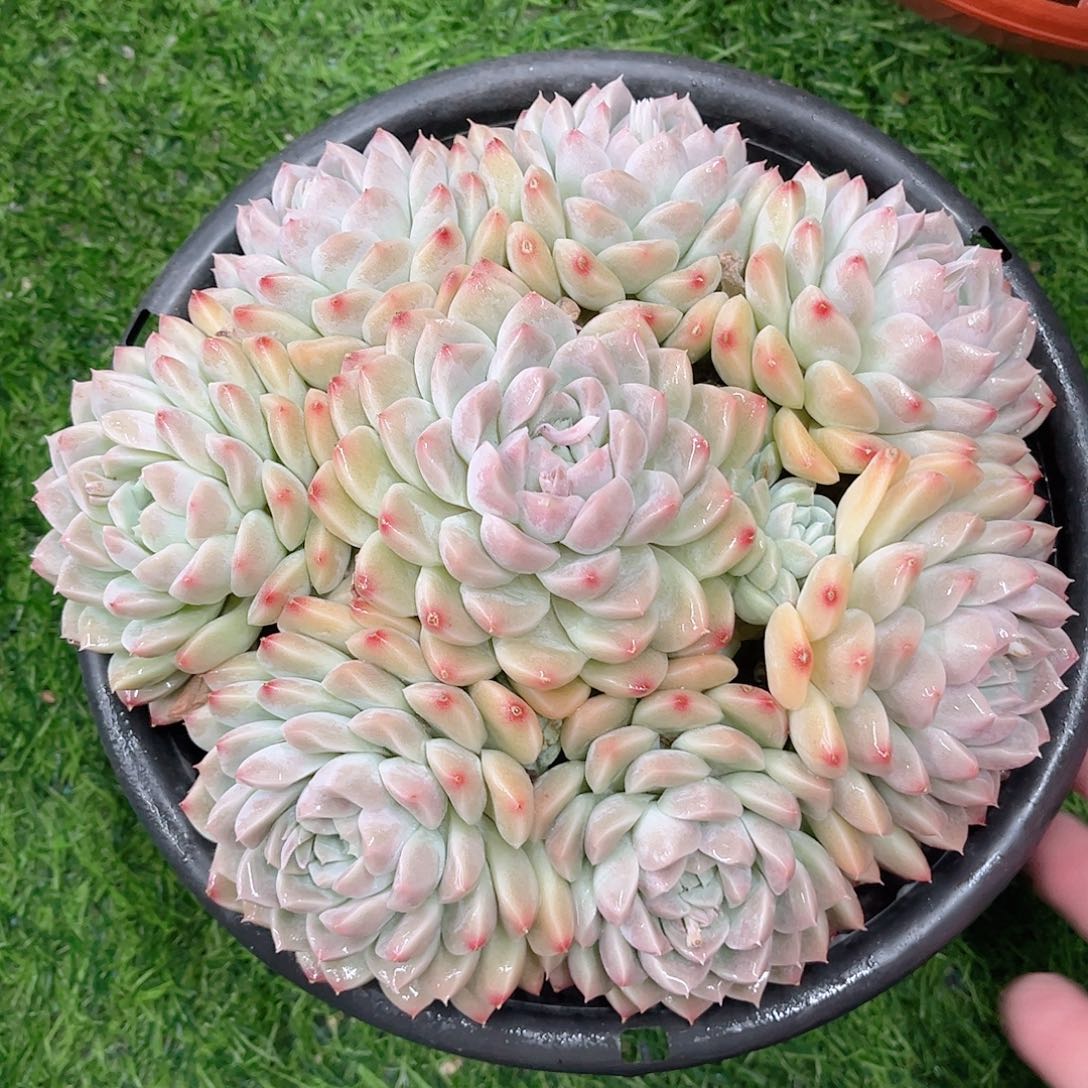 韩版奶油美人多肉