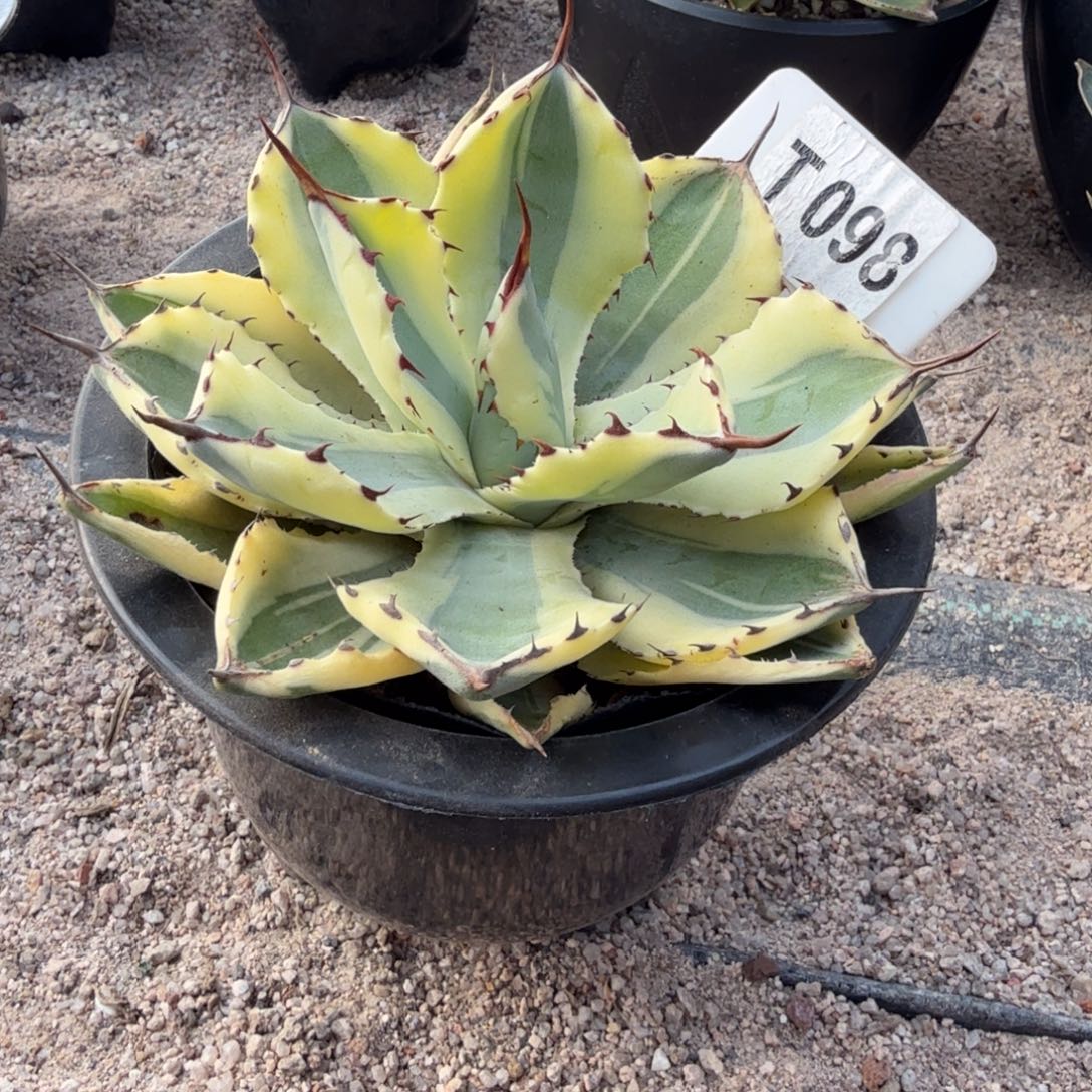 山***的福利吉祥冠宽腹轮锦脱土发