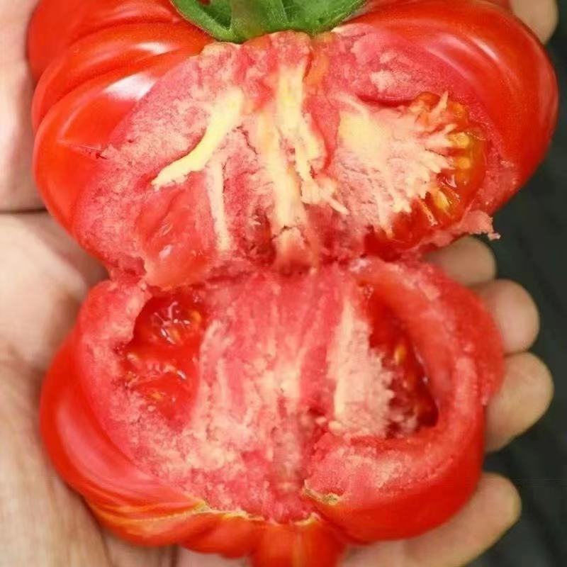 丑八怪柿子蔬菜种子
