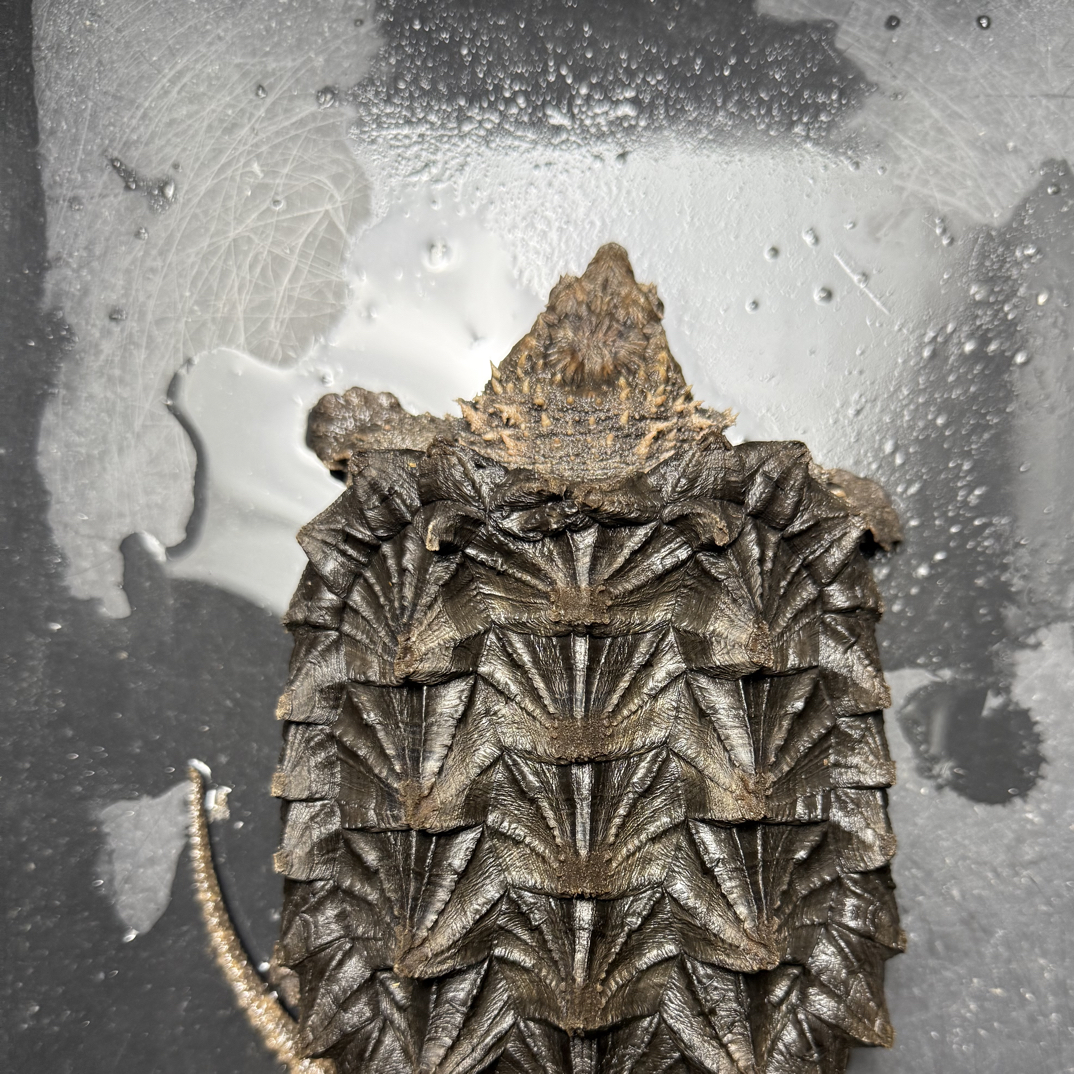 高品质 大颗粒 人工养殖 直播间挑选