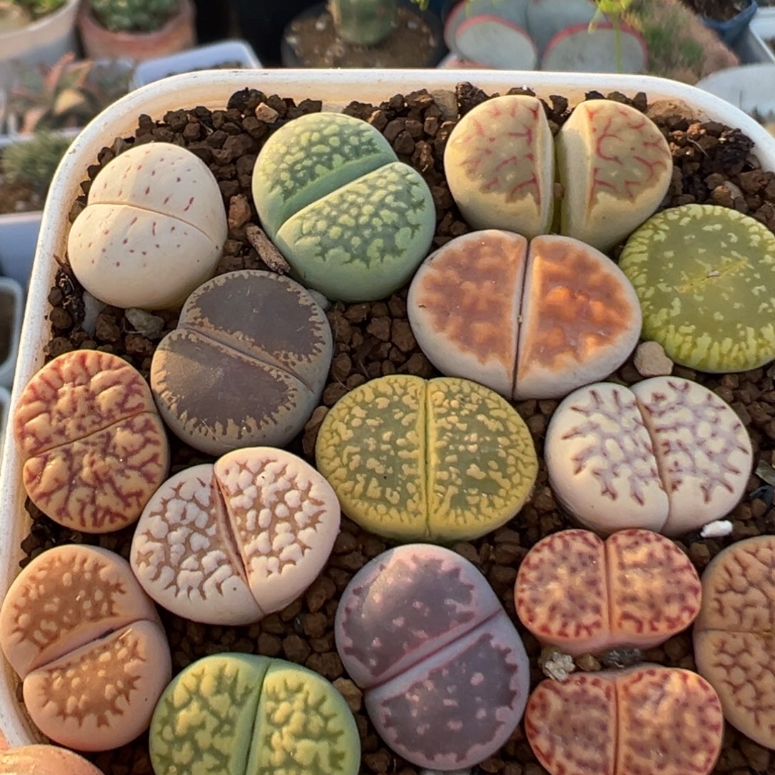 108多肉植物百科植物