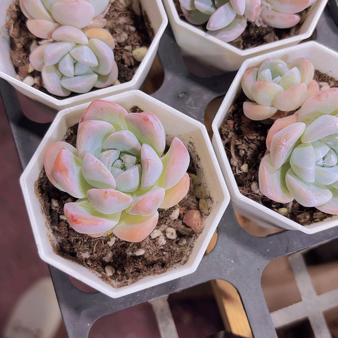 精品玉蝴蝶多肉植物