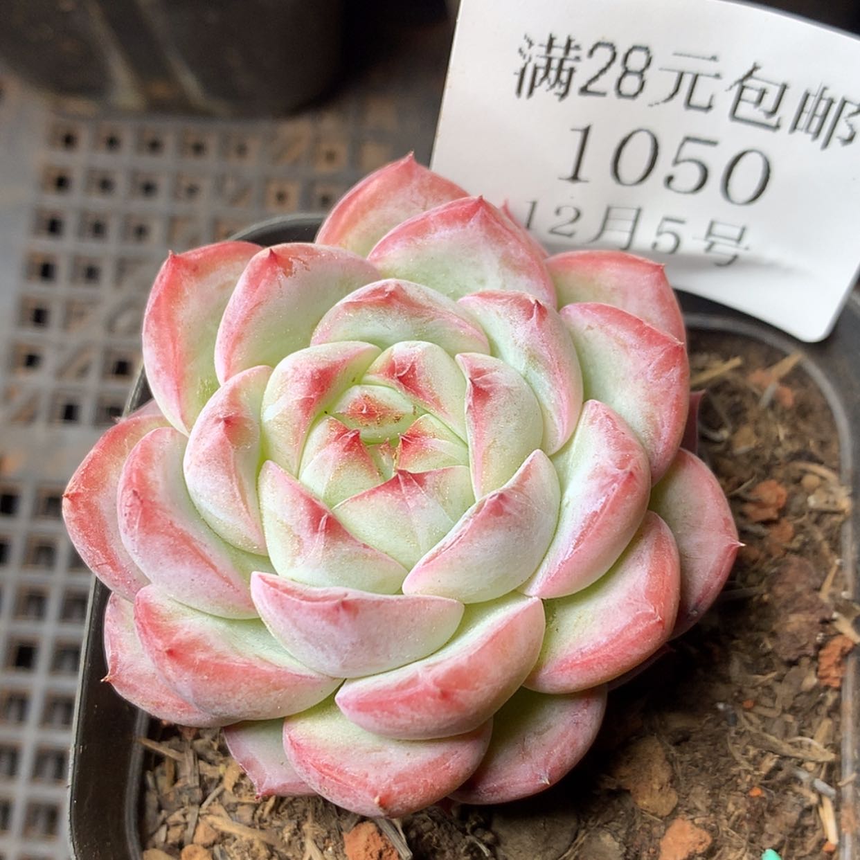 【闪购商品】云1050号