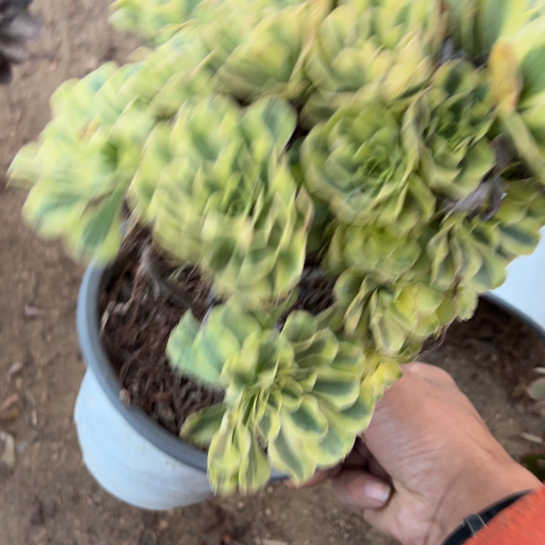 053保时捷多肉植物