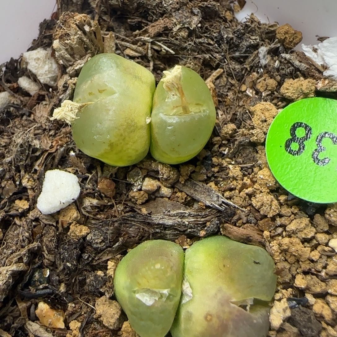 雪茄双头多肉植物538