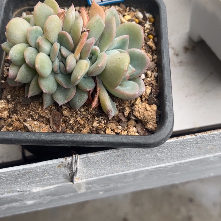 青****一物一拍泡芙多肉75