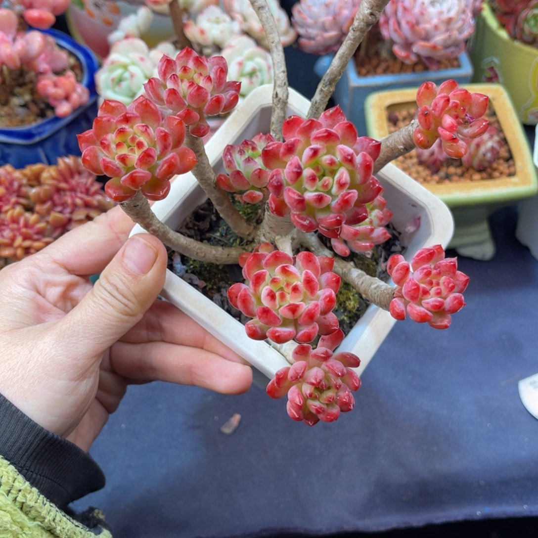 蓝苹果 十三公分左右