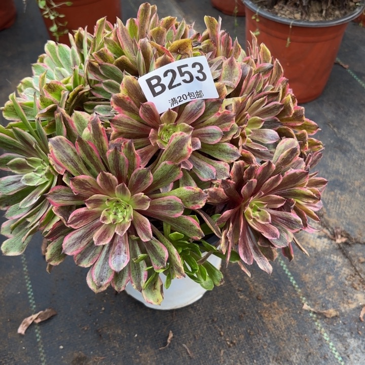 瑞妈，，。。。。253粉黛，