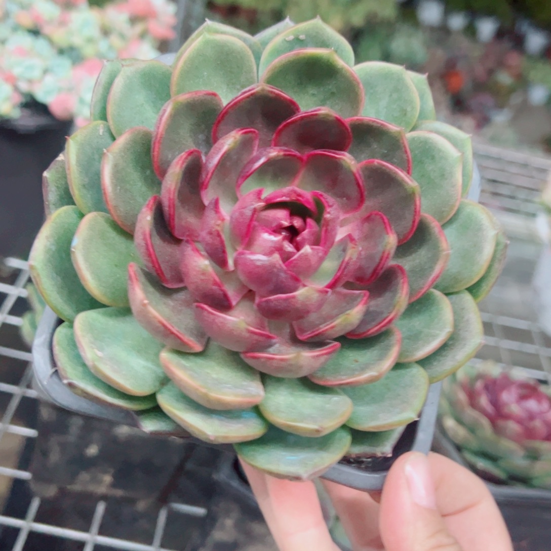 蓝莓大单头老桩多肉