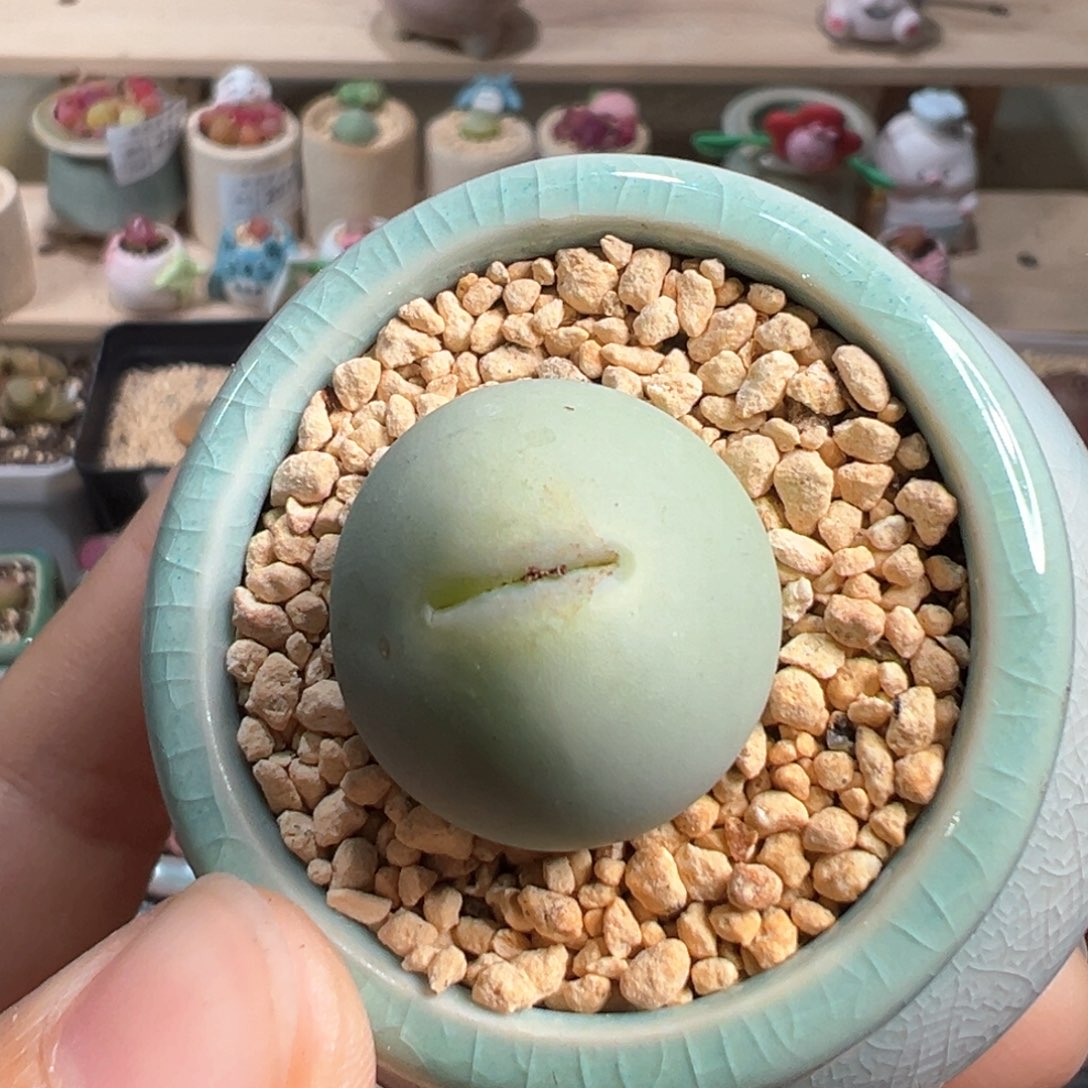 多肉植物249号鸽子蛋