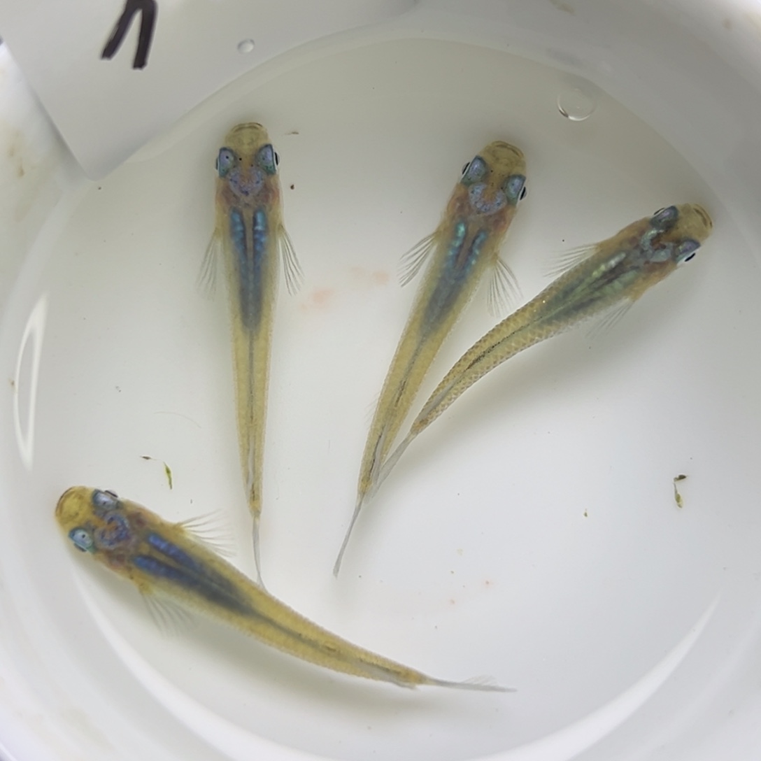 青鳉鱼31。          