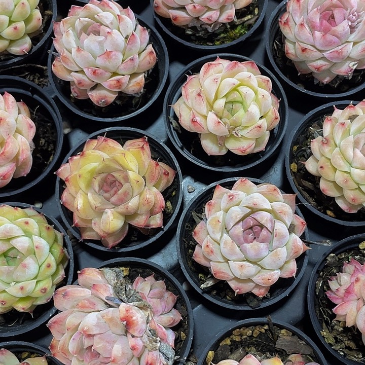 圆盆桃熏女王单头带盆