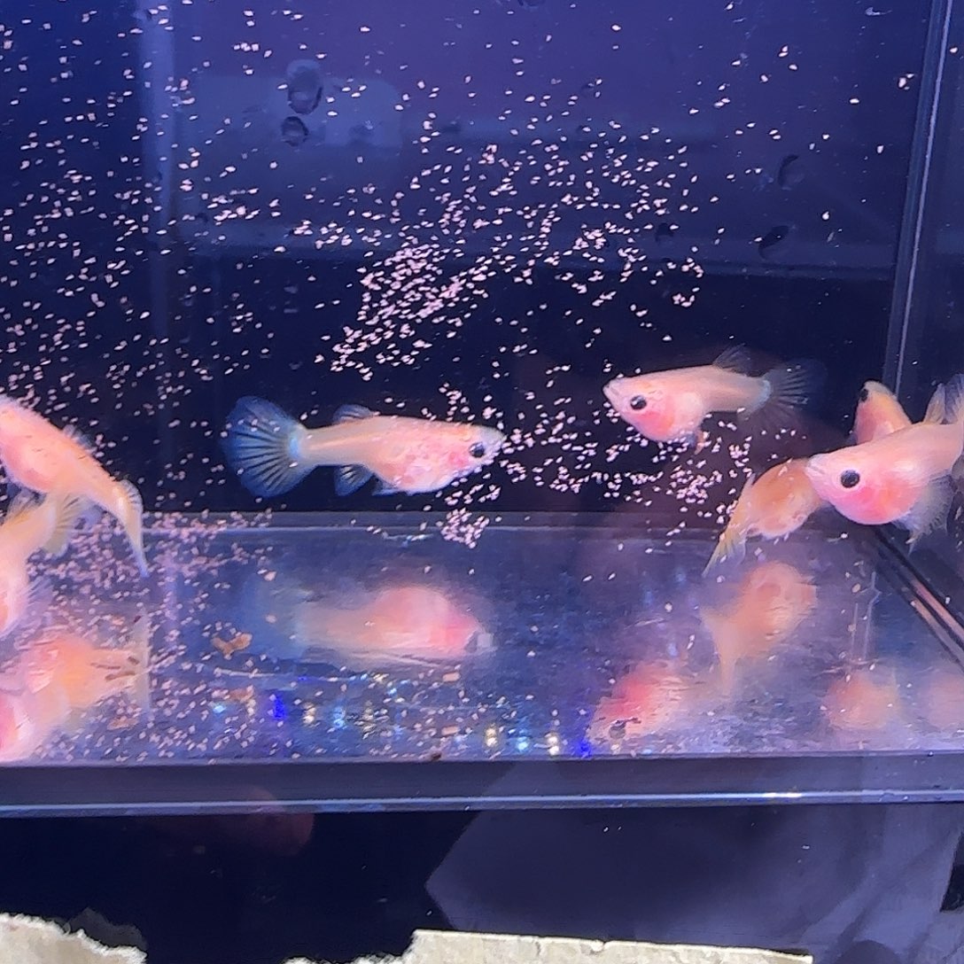 孔雀鱼粉猫幻彩母鱼七条