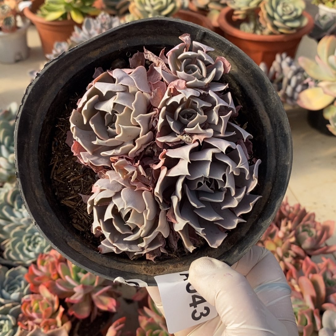 043天赐群一物一拍