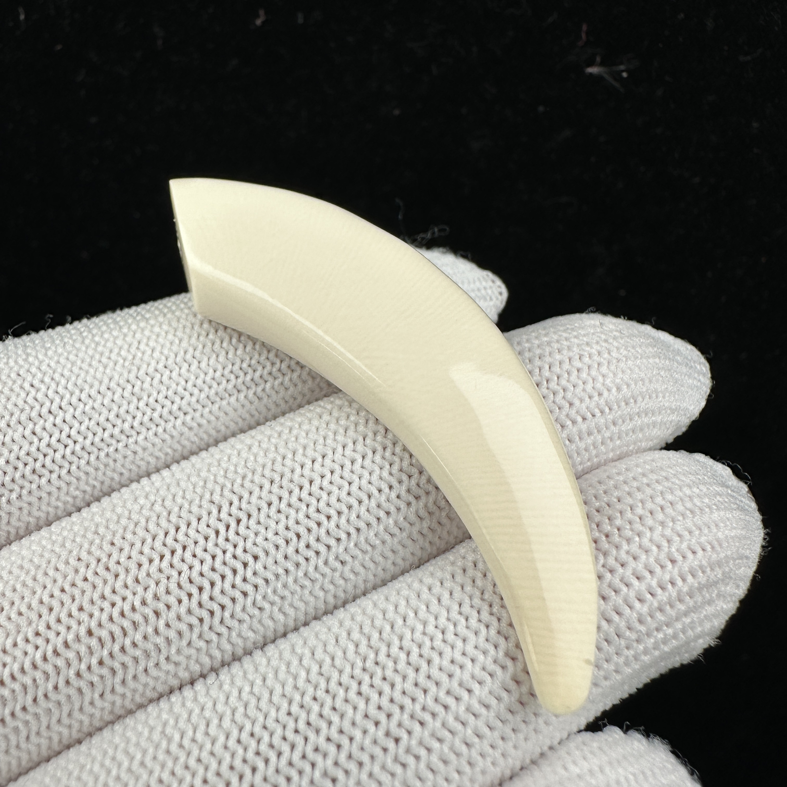 D4470天然猛犸牙 牙尖 52.2mm支持鉴定 假一罚四