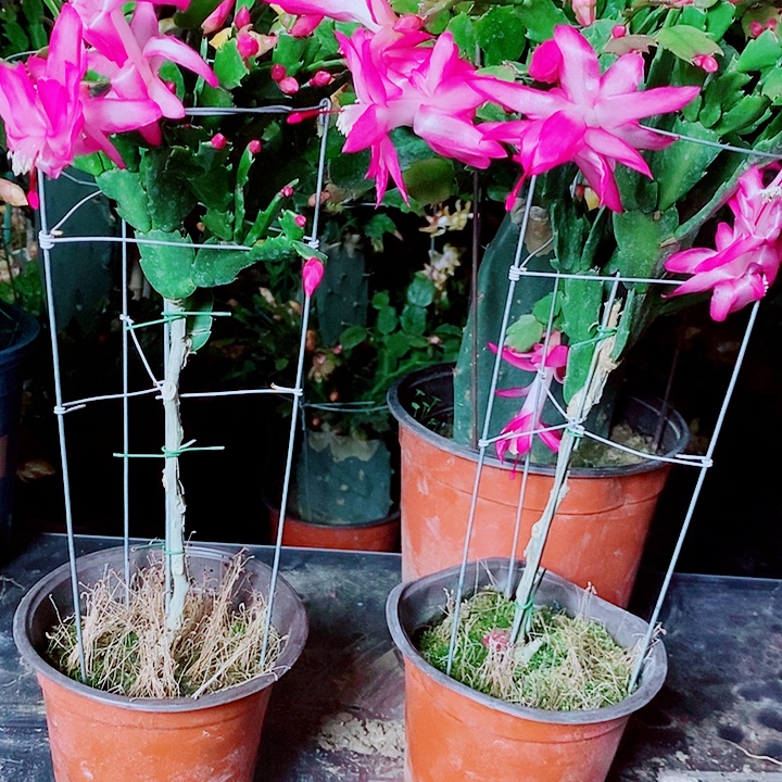 竹***静无花朵叶仙嫁接一物一拍