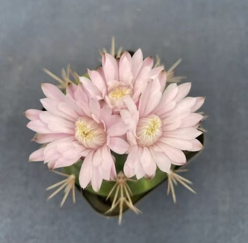 实生勇将丸6-8cm    仙人球漳州基地直发 新手好养