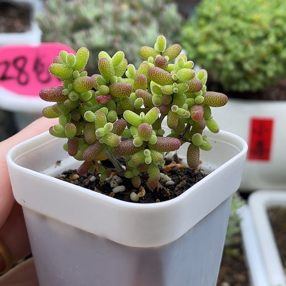 002蜜桔糖球优选枝干