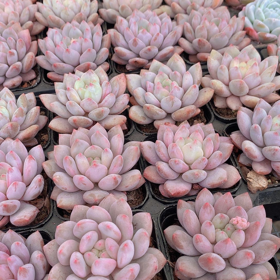 半夏34567889900000