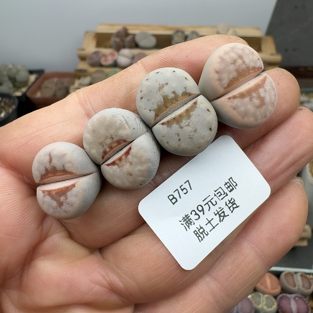 757多肉回国后哈哈哈哈g