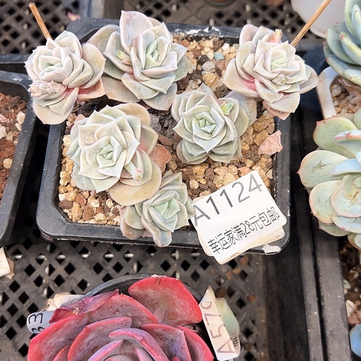 幸运的是我的朋友