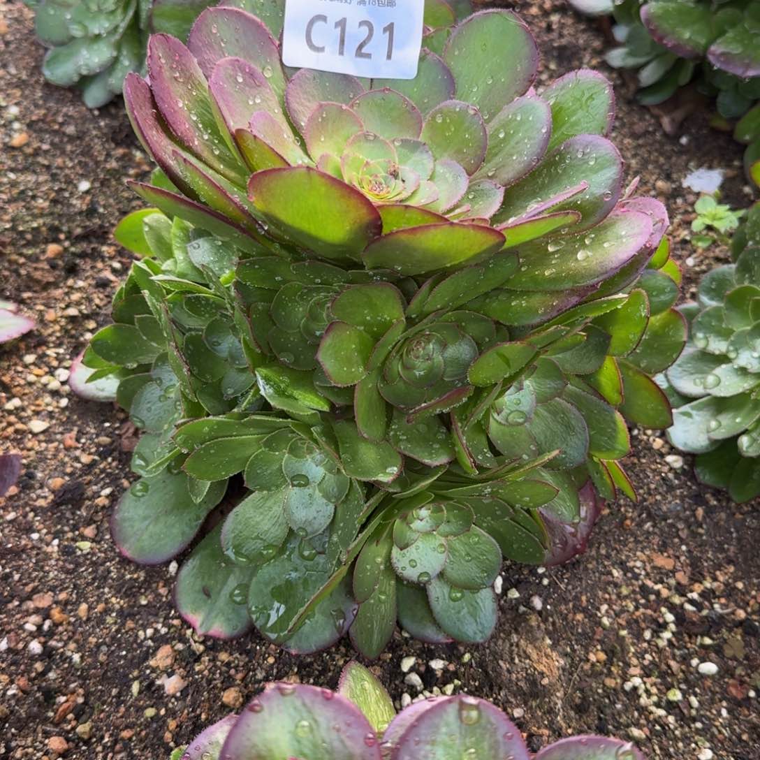 121雨荷多肉植物