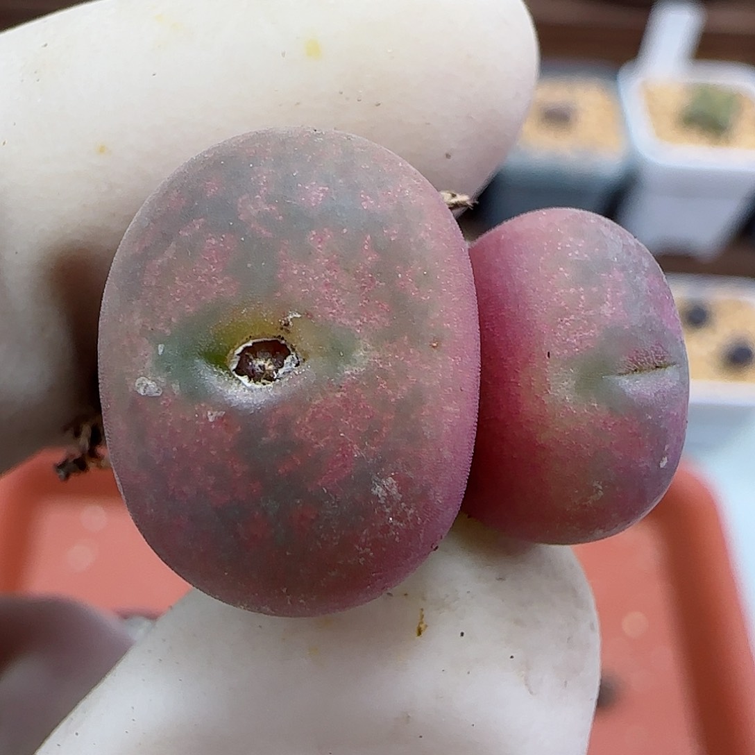 432杂交福利福利