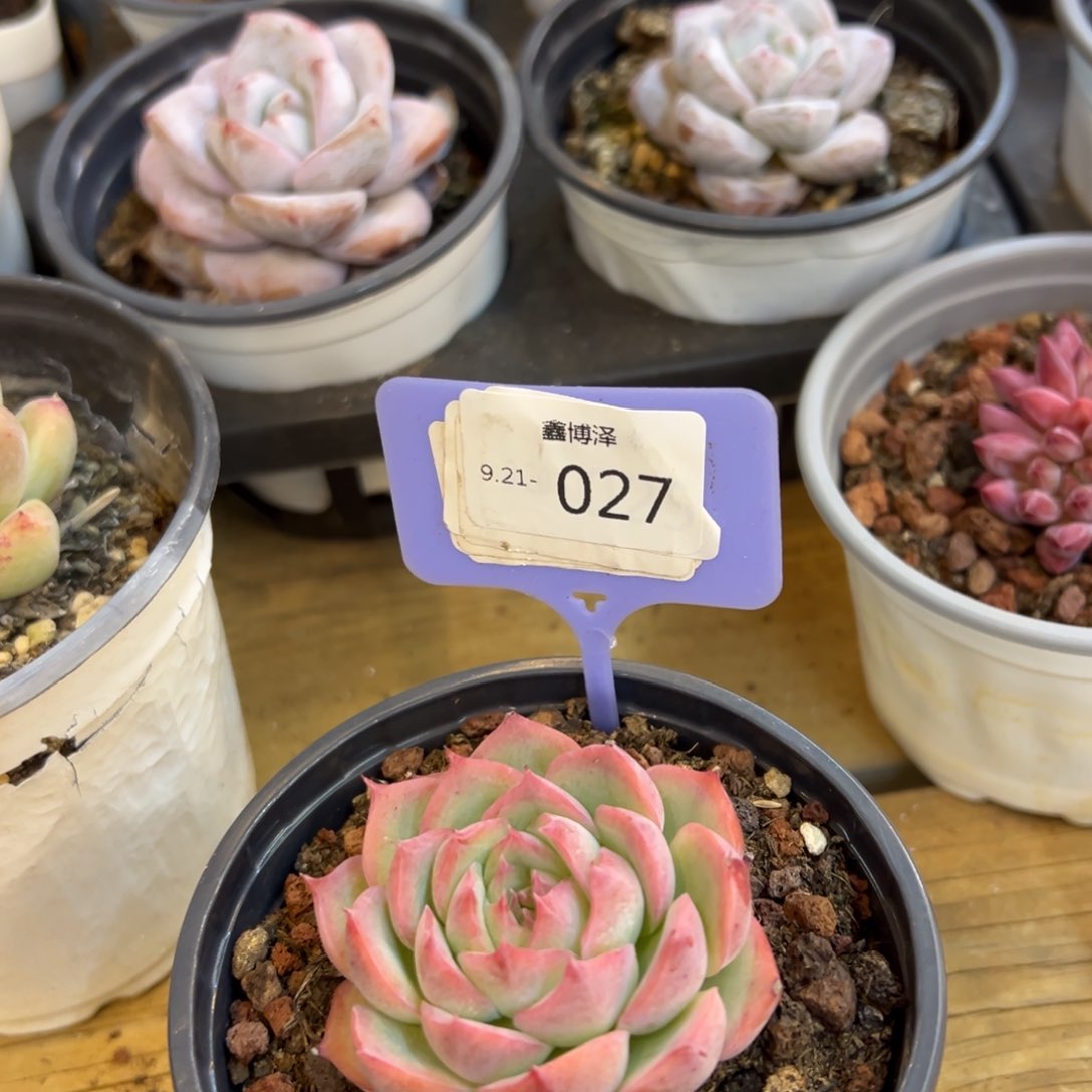律*子定向9.21-027 