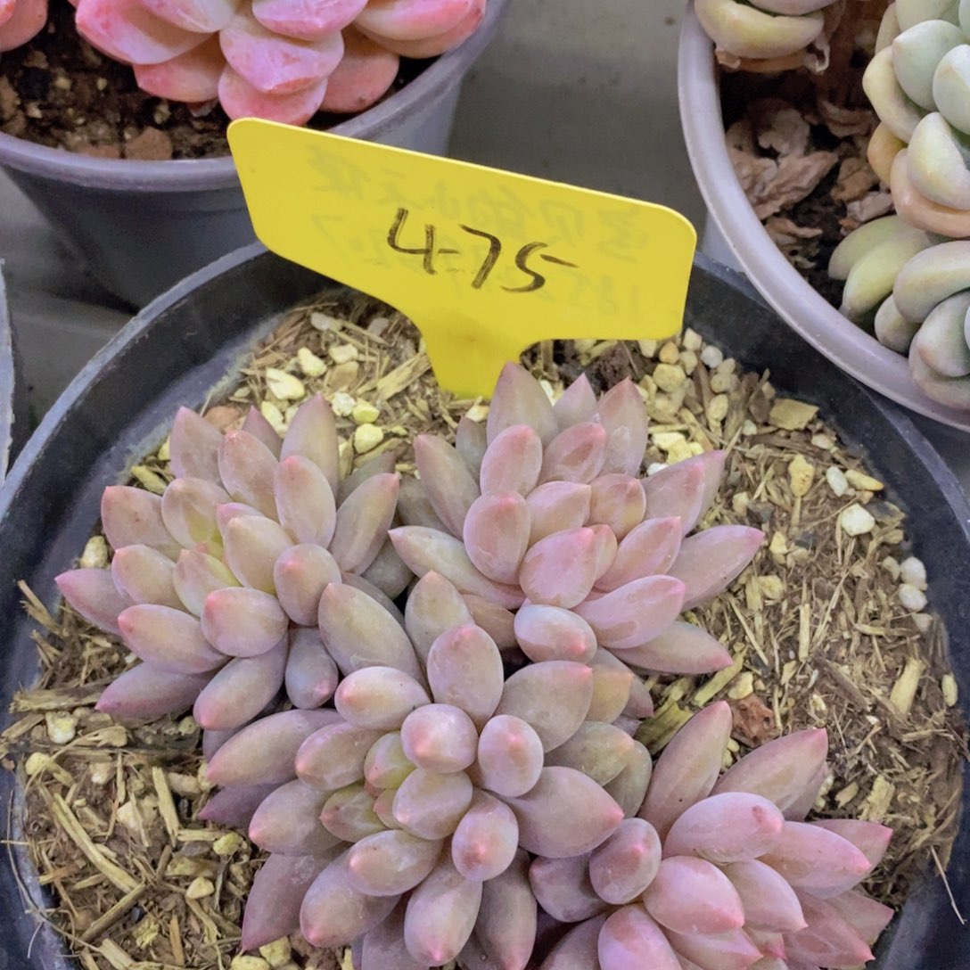 多肉植物，一物一拍，专场5