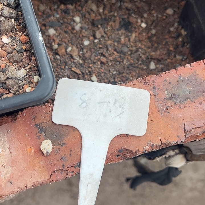 无花朵草球群生你宝宝那你慢慢看