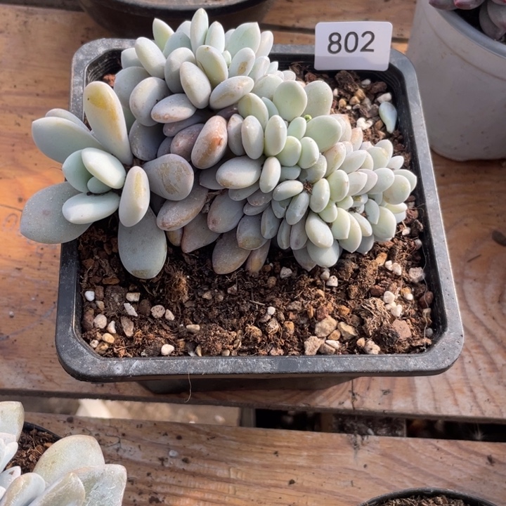 哈哈哈哈哈哈哈哈哈哈哈802