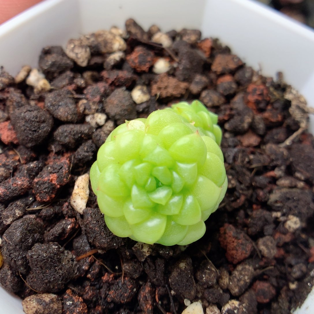 G140绿水鬼，20包邮两天凑单偏远不发货