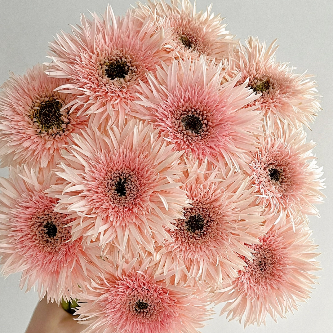【粉色拉丝非洲菊10支】（10%不售后）