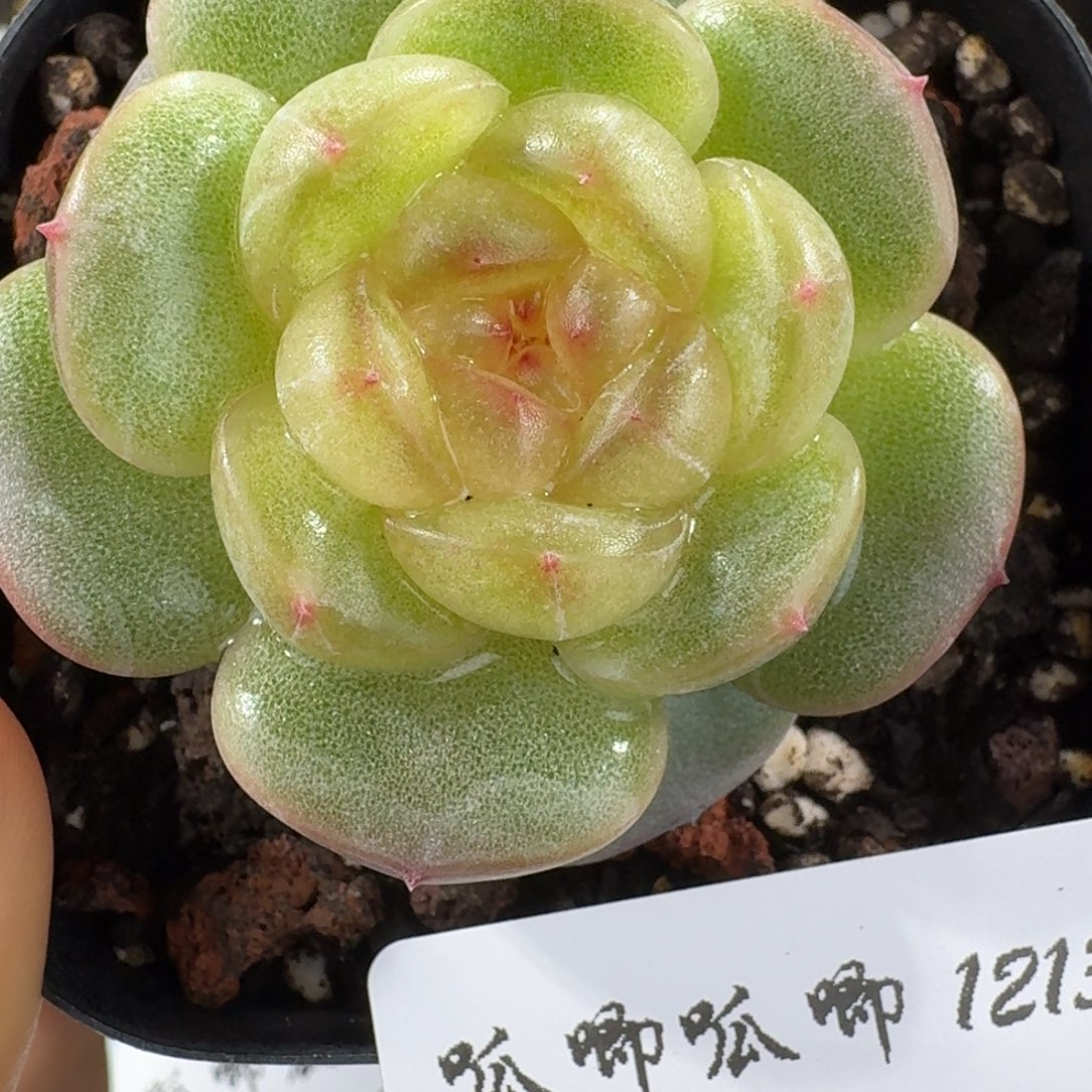 1213-30-301单头一颗多肉