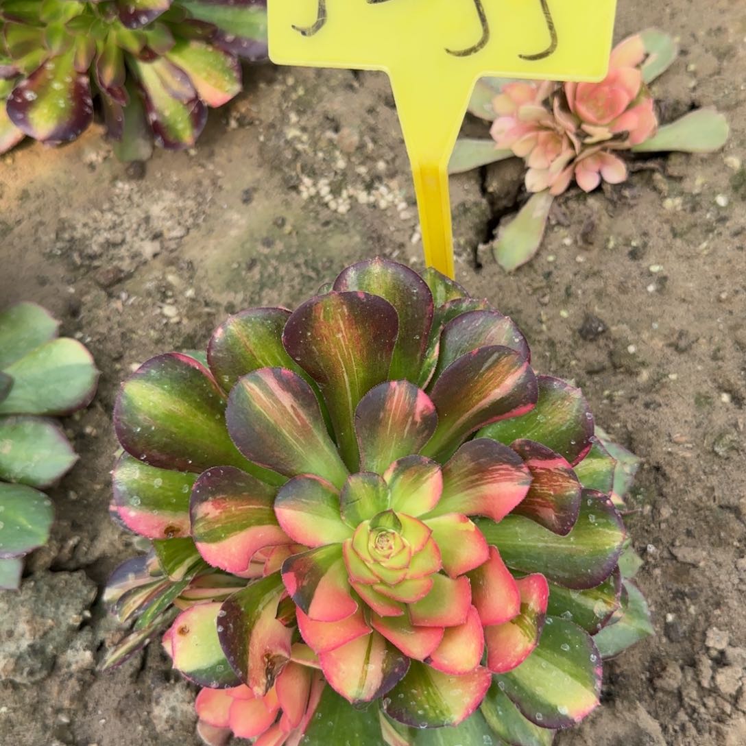 5-55---多头多肉植物