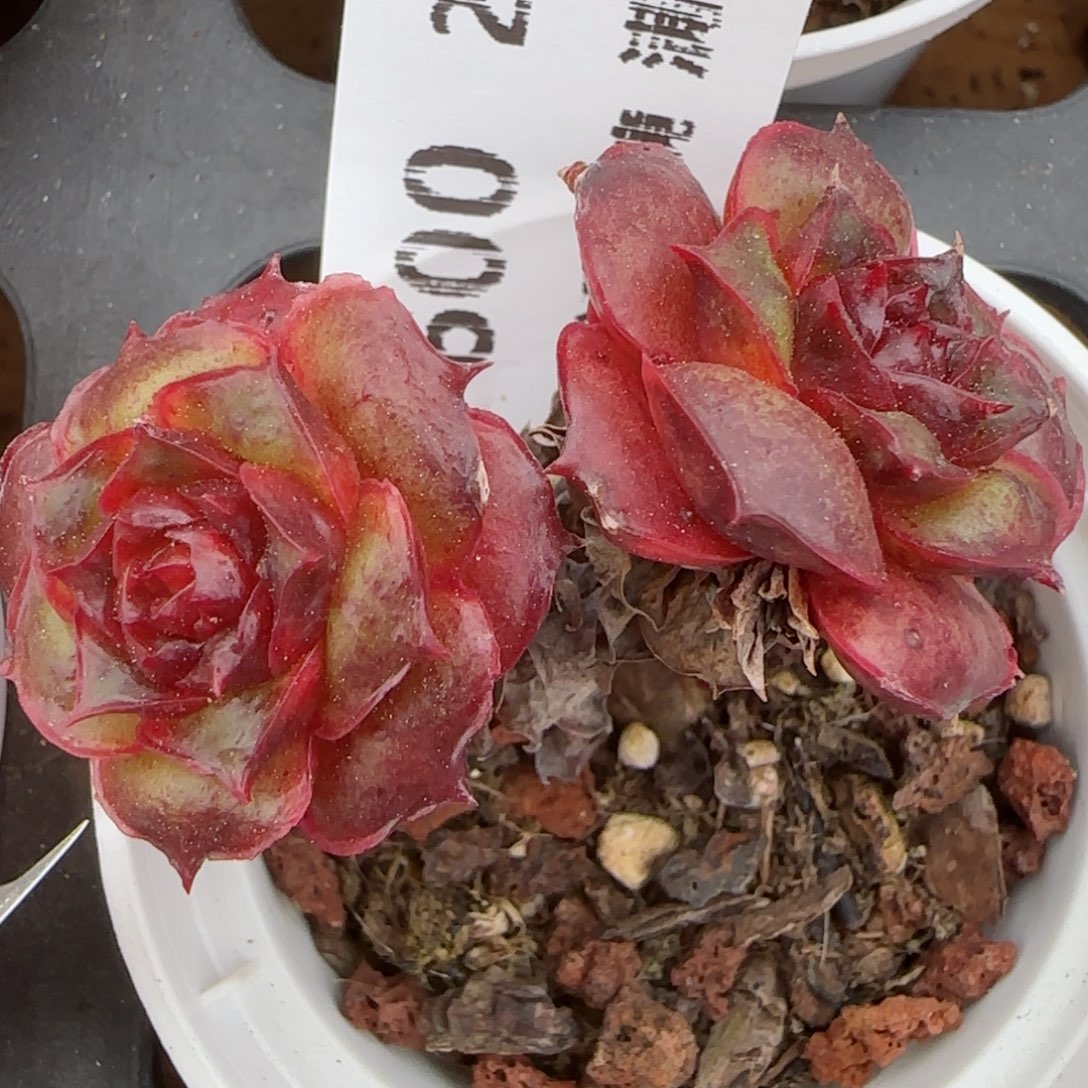 花语逸镜0207-600