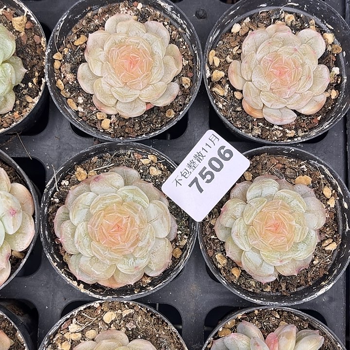 阿雅园艺。      7506白恋四颗