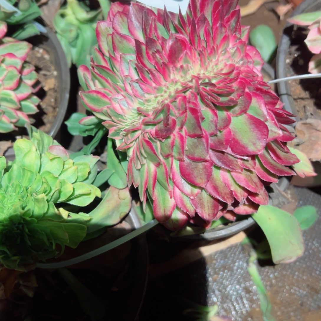 755 号多肉植物新年福利