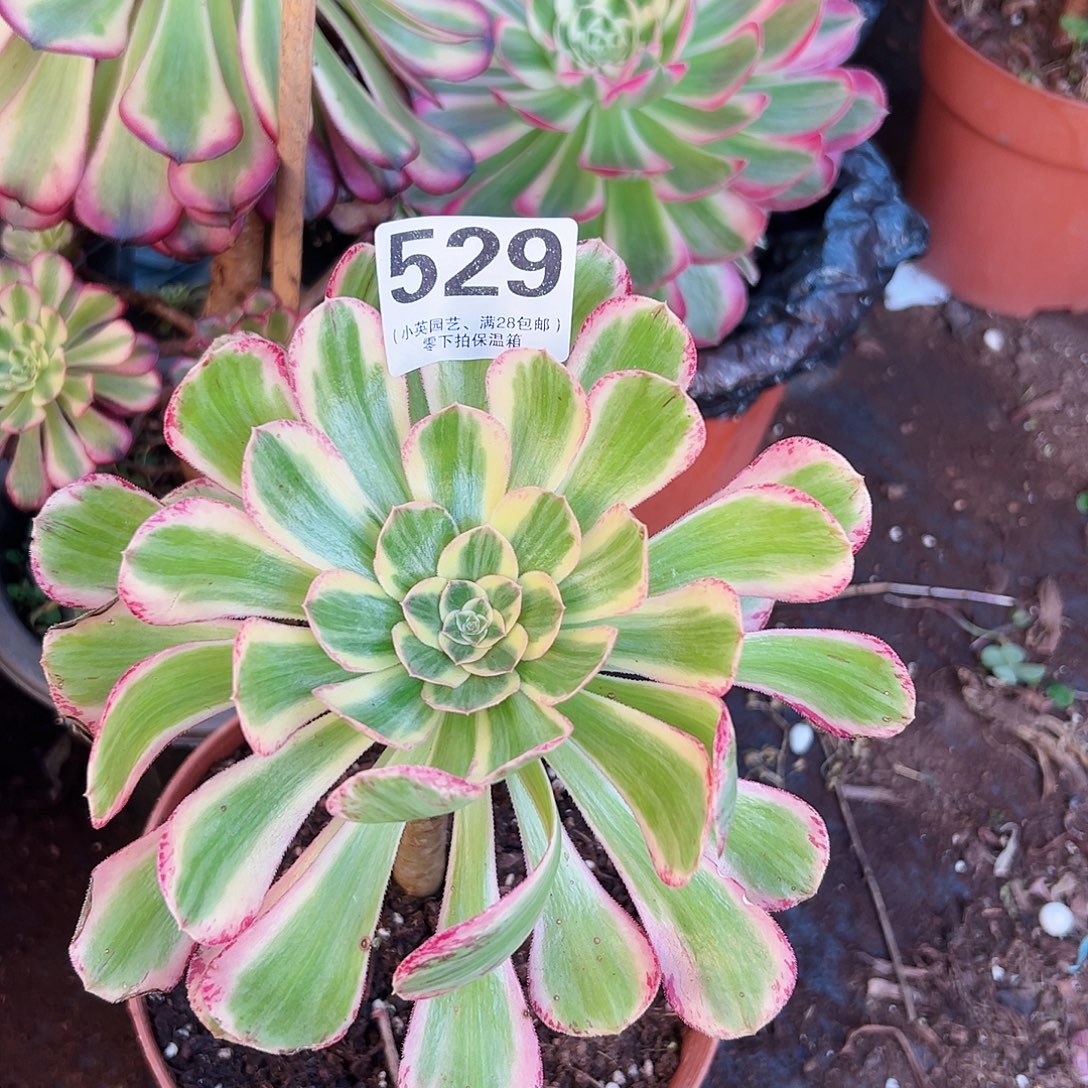 燕姿529多肉植物多肉植物