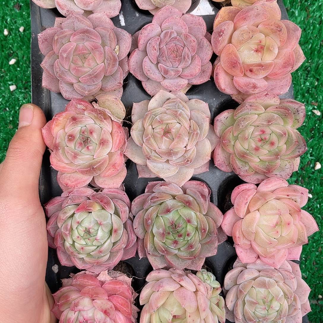 多肉一物一拍30-56