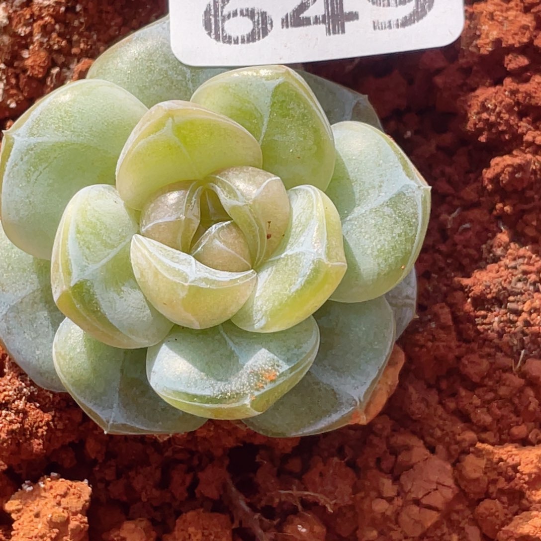 649来个月就能瘦了呀